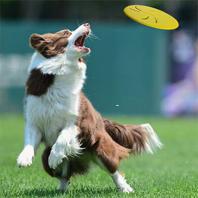 dog frisbee